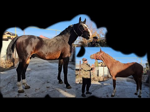 Видео: Поляки 💥💥💥 👍