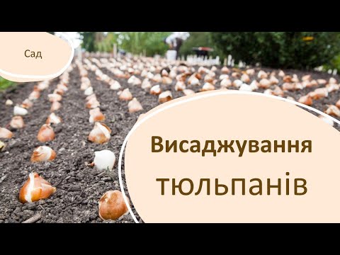 Видео: Висаджування тюльпанів