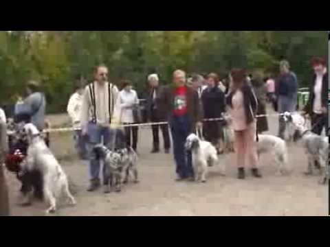 Видео: Совместная выставка секций английских сеттеров ВОО и "Динамо" 2006. Средний ринг сук.