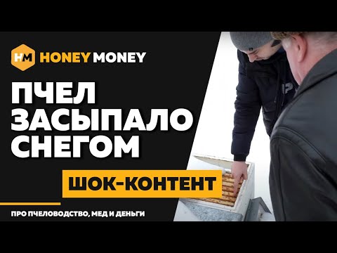 Видео: Зимовка пчел 2022 – ШОК-КОНТЕНТ! Сорвало крыши и засыпало пасеку снегом