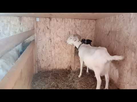 Видео: Нужно ли давать козам соль, соду, каши, витамины  и тд. Можно ли держать без выгула.