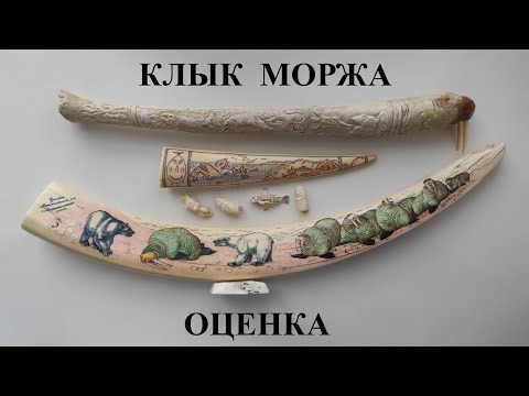 Видео: Клык моржа оценка