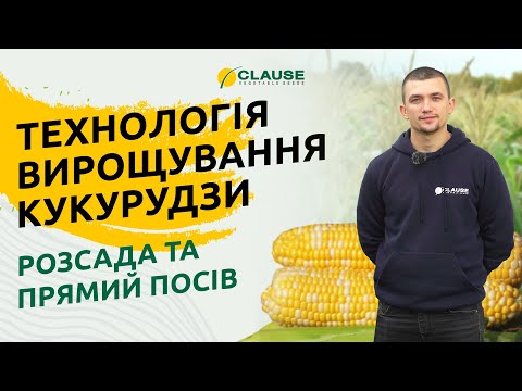 Видео: ПРОСТІ ТА ДІЄВІ ПОРАДИ ДО ВИРОЩУВАННЯ КУКУРУДЗИ