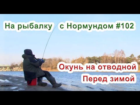 Видео: Окунь на отводной перед зимой. На рыбалку с Нормундом #102