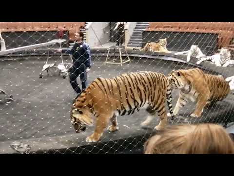Видео: Большой московский цирк. Экскурсия 01.12.2022. Хищники. Основная группа.