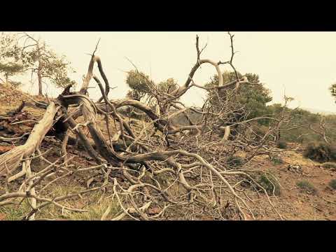 Видео: Суровые обличения старца, обидные для добровольных глупцов