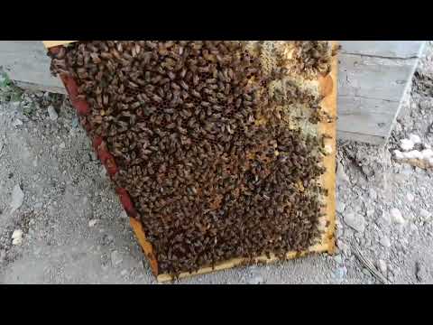 Видео: Занбӯри асалро чихел бо қувват кунем.усиление пчелосемьи.дарси занбӯрпарварӣ ори асал, ору.