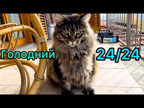 Видео: Завжди Голодний 😻🤪✌️