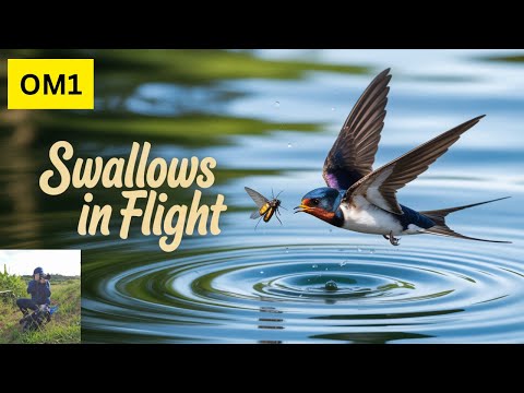 Видео: Фотографирование ласточек в полете с помощью OM1 — справится ли он?