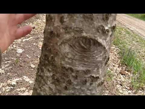 Видео: Черный орех.Гектарные посадки на древесину.