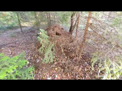 Видео: 21 октября 2025 года, очередной, Плановый, вторничный, поход по осеннему лесу.