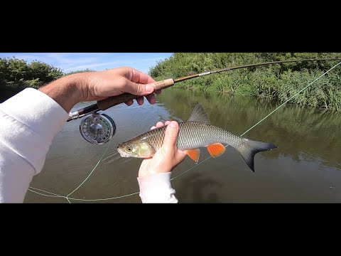 Видео: Нахлыст на красивой реке. Ловим голавля и краснопёрку
