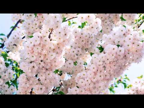 Видео: Андрей Сапунов - Опять Весна ( А.Бутузов )