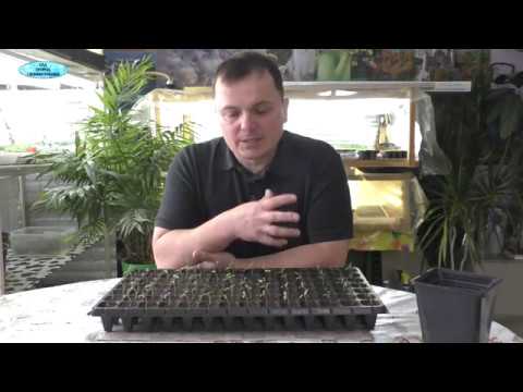 Видео: Что срочно делаем и чего не делаем с помидорами после всходов .