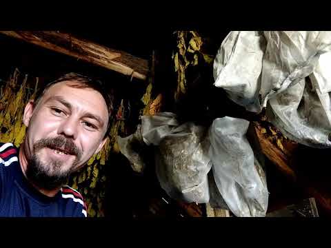 Видео: О семенах