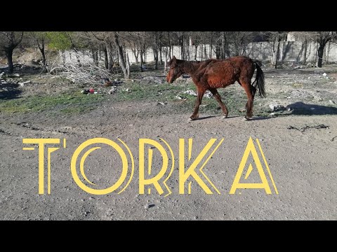 Видео: Торка жоғалып , сарбасты иттер жеп кетті