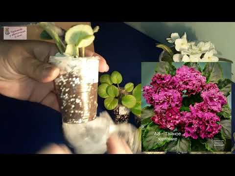 Видео: Чудесная посылка: новые фиалки дома