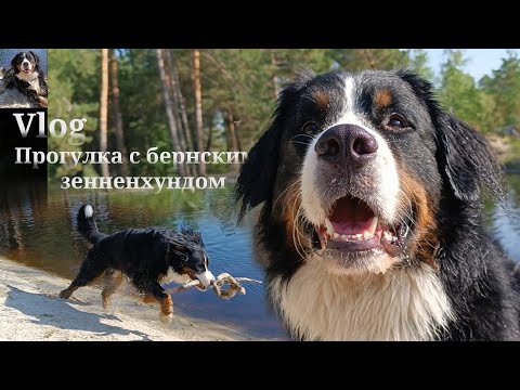 Видео: Vlog • Гуляем и играем с бернским зенненхундом