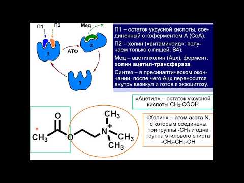 Видео: Дубынин В. А. - Химия мозга - Ацетилхолин