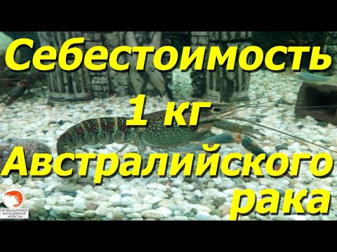 Видео: Что входит в себестоимость 1 кг Австралийского рака на ферме узв