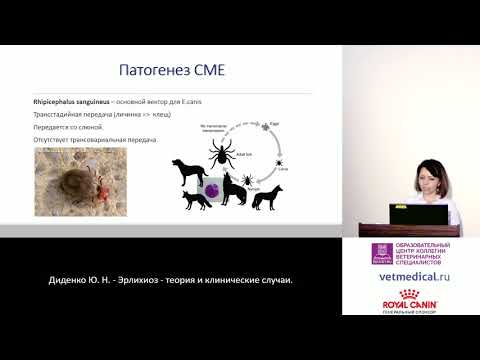 Видео: Диденко Ю. Н. - Эрлихиоз - теория и клинические случаи