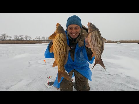 Видео: НЕ МОЖЕТ БЫТЬ! КАРП? В ГЛУХОЗИМЬЕ?? НА ЖЕРЛИЦЫ??? Зимняя рыбалка - карп и сазан на жерлицы зимой