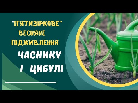 Видео: Чим підживити часник і цибулю навесні для гарного врожаю.