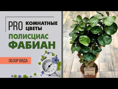 Видео: Полисциас Фабиан - роскошное комнатное деревце | Неприхотливое декоративно лиственное растение