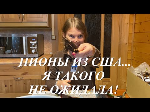 Видео: Получила пионы из Америки. Я такого не ожидала!