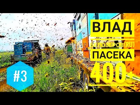 Видео: #3 О пчёлах #карника, пчеломатках, #кочевке и не только: #пчеловодство Влада Белозерова (RU)