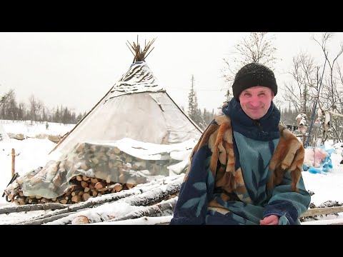 Видео: Последний коми оленевод Шурышкарского района | Изьватас олэм 19.01.2022 г