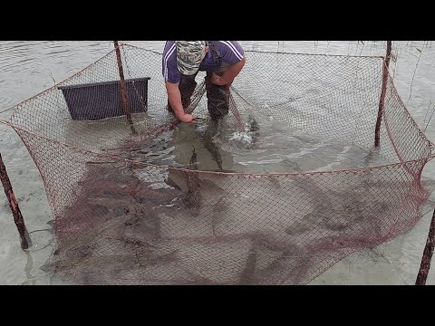 Видео: МЕГА-РЫБАЛКА 2021 НА МАНСИЙСКОМ ОЗЕРЕ. ЧАСТЬ 2.