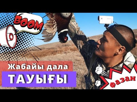 Видео: Жабайы тауық Қырғауылға аңшылық. Охота на фазана Казахстан 2021-2022