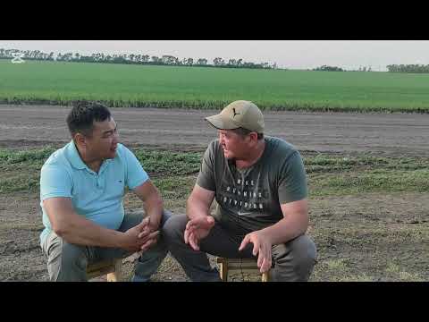 Видео: Причина по которой вымирает Северный Казахстан