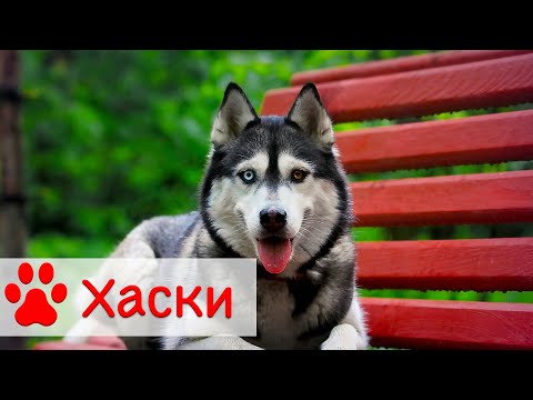 Видео: Сибирский хаски | Содержание, уход и воспитание
