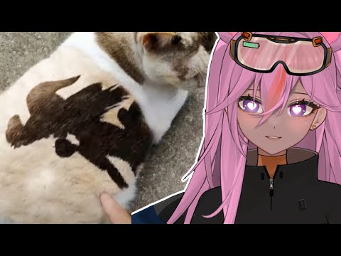 Видео: Реакция человека-кошки на мемы про кошек II. VTuber реагирует на множество мемов про кошек в Disc...