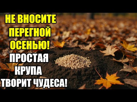 Видео: Чем заменить перегной осенью — простой способ оживить почву обычной крупой!