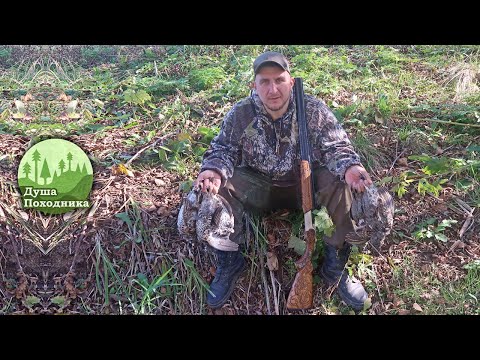Видео: Открытие осенней охоты-2022. Рябчики радуют. Соболь прогоняет с территории. Охота с товарищем.