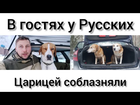 Видео: Охота на зайца с гончими. 27.12.2021