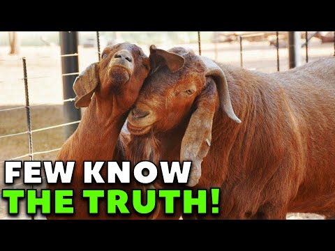 Видео: Зачем разводить красных коз Калахари? Красные козы Калахари
