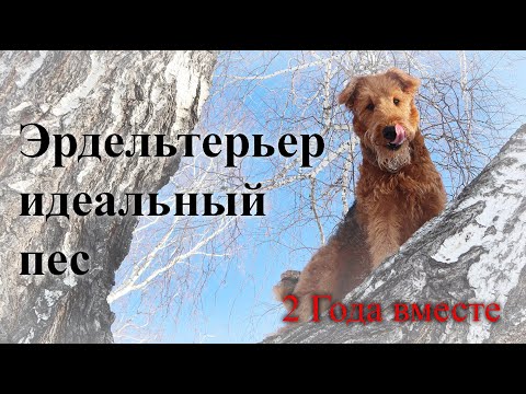 Видео: Идеальная собака Эрдельтерьер. Лучший друг.