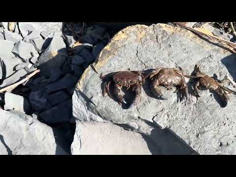 Видео: Автокемпинг 9 километр