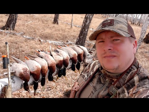 Видео: Очередной удачный день на охоте🦆Beretta A400 Xtreme и дульное сужение Gemini 0,38