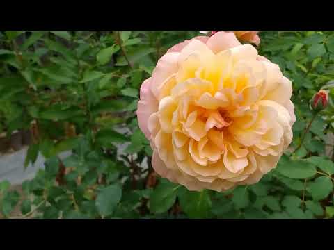 Видео: Летний обзор. Вторая волна цветения роз