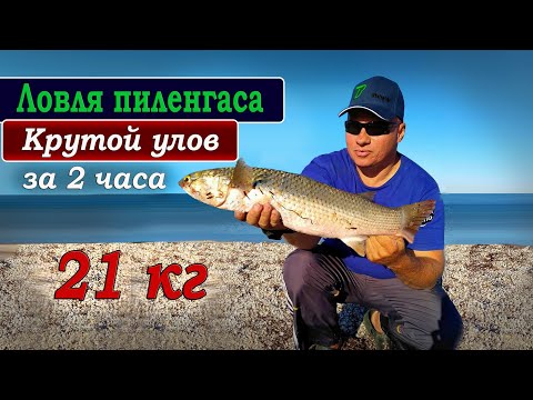 Видео: Ловля ПИЛЕНГАСА. Крутой УЛОВ за ДВА часа.