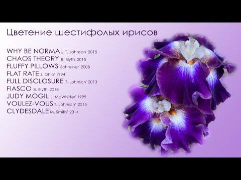 Видео: Фееричное цветение шестифолых ирисов!!!