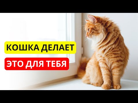 Видео: Как КОШКИ ЗАЩИЩАЮТ людей каждый день ❤️