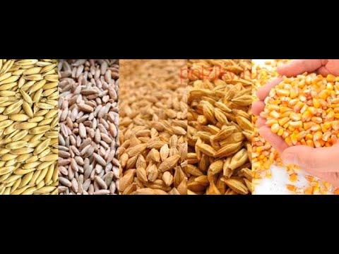 Видео: Чем кормить кур несушек зимой? Дроблёное или цельное зерно.