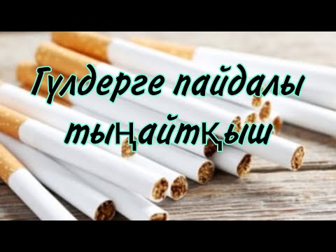 Видео: Гүлдерге зиянсыз пайдасы көөп тыңайтқыш. Зиянкестерді гүлден қуады. Гүлдер әлемі. Үй гүллері күтімі