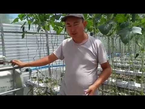 Видео: Как правильно добавить минералы для растения (Часть 2)